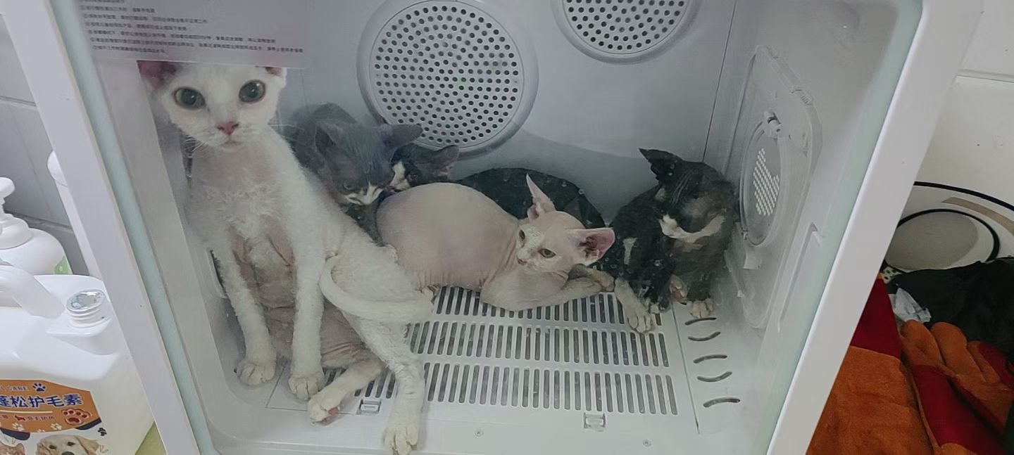 德文猫全家出售